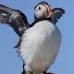 puffin_atlantic_msi_v_2432_can1791.jpg
